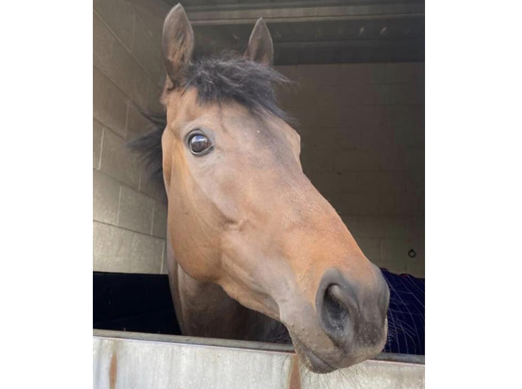 Under the Twilight - Horse in Training